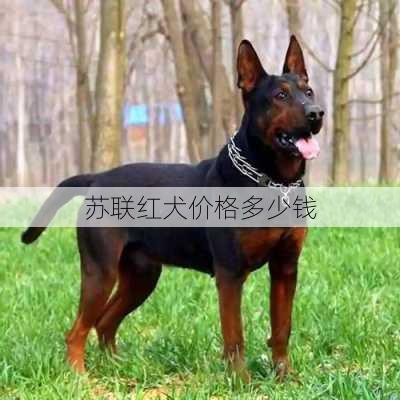 苏联红犬价格多少钱