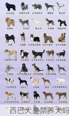 西巴犬是禁养犬吗