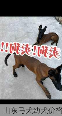 山东马犬幼犬价格