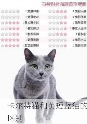 卡尔特猫和英短蓝猫的区别