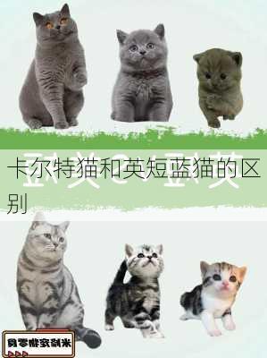 卡尔特猫和英短蓝猫的区别