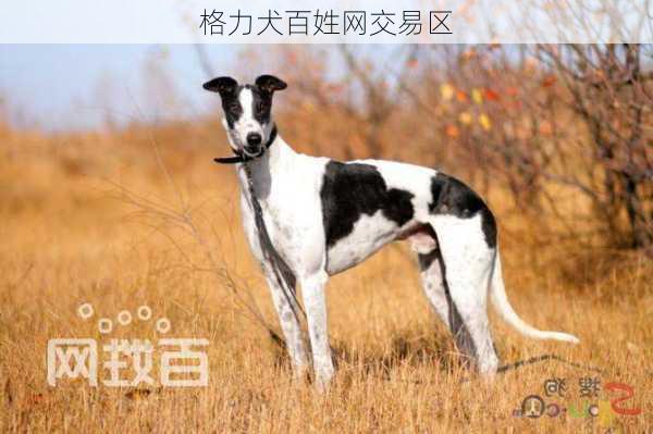 格力犬百姓网交易区