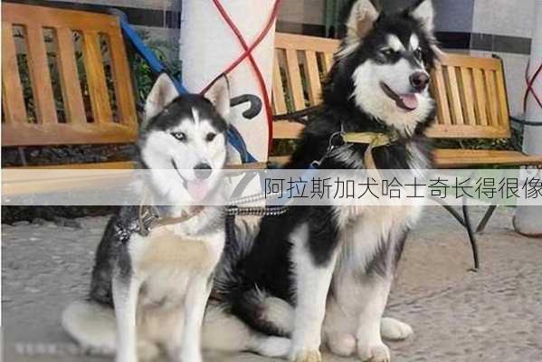 阿拉斯加犬哈士奇长得很像