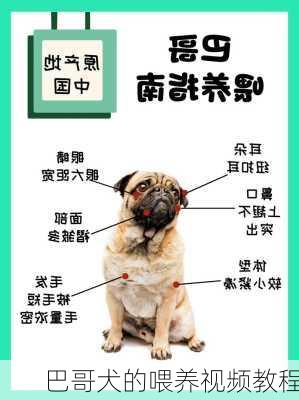 巴哥犬的喂养视频教程