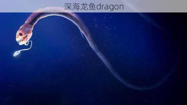 深海龙鱼dragon