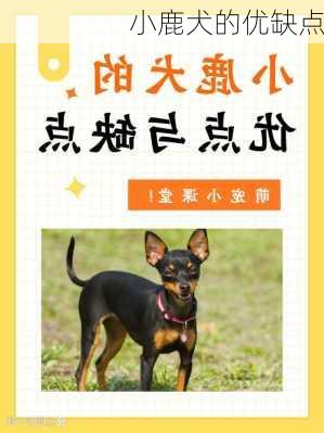 小鹿犬的优缺点