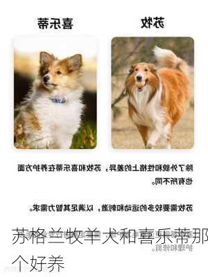 苏格兰牧羊犬和喜乐蒂那个好养