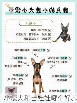 小鹿犬和吉娃娃哪个好养