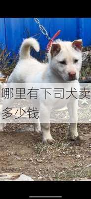 哪里有下司犬卖多少钱