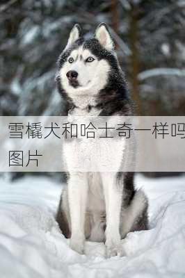 雪橇犬和哈士奇一样吗图片