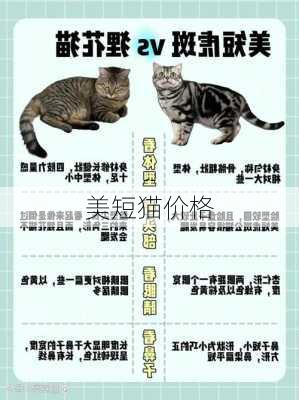 美短猫价格