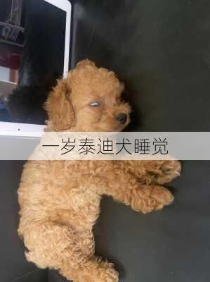 一岁泰迪犬睡觉