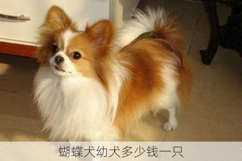 蝴蝶犬幼犬多少钱一只