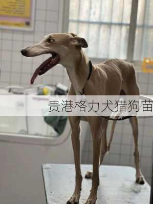 贵港格力犬猎狗苗