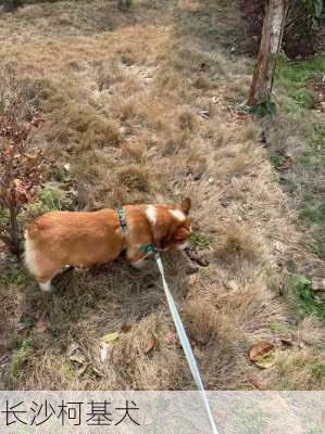 长沙柯基犬