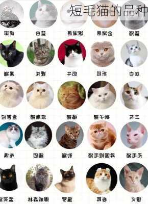 短毛猫的品种