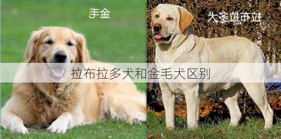 拉布拉多犬和金毛犬区别