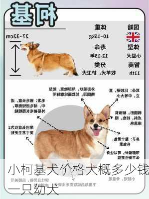 小柯基犬价格大概多少钱一只幼犬