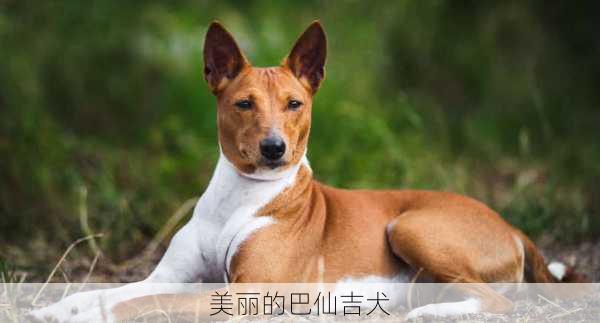 美丽的巴仙吉犬